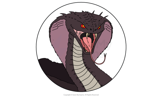 Illustration of a fierce cobra with an open mouth, showing fangs and a forked tongue. The snake is coiled with its hood expanded, revealing pink and black scales.