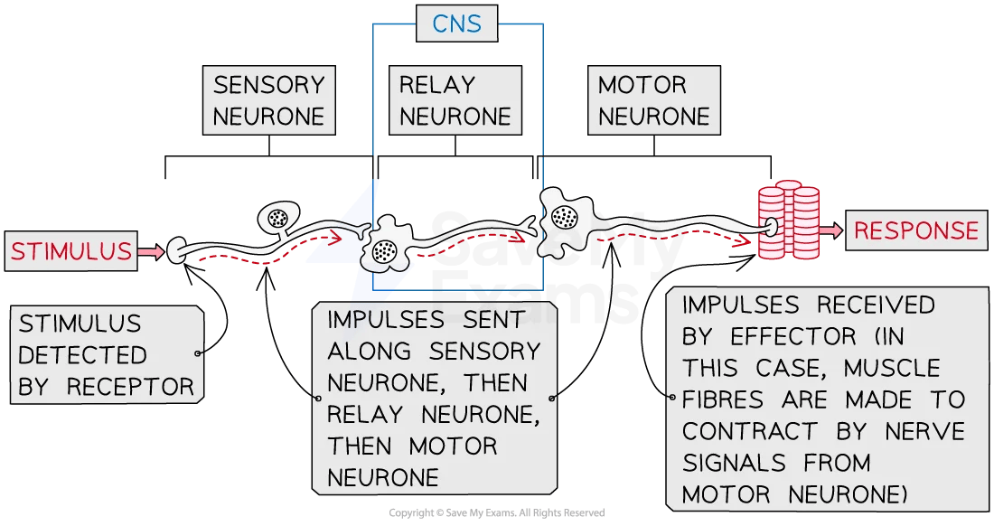 Flowchart illustrating the pathway of a stimulus from detection by receptors to response via sensory, relay, and motor neurones in the CNS.