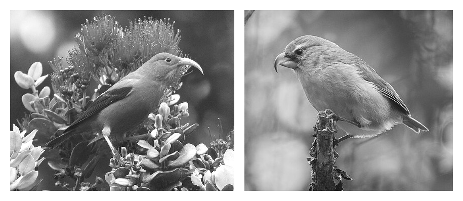 Two birds on separate branches; the left has a curved bill amidst flowers, the right has a sturdy build with a thick beak.