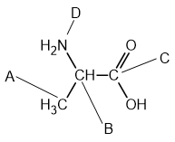 Chemical structure of alanine with the CH3 group labelled A, a CH group labelled B, a carboxylic carbon labelled C, and the NH2 group labelled D. 