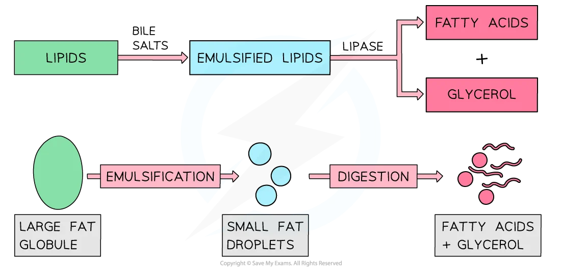 Flowchart illustrating lipid digestion, showing lipids emulsified by bile salts into small droplets, then digested by lipase into fatty acids and glycerol.