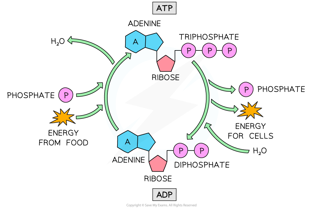 Diagram illustrating ATP-ADP cycle; ATP with adenine, ribose, triphosphate releases energy, forming ADP. Energy from food converts it back to ATP.