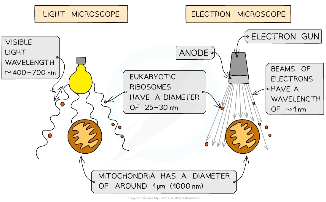 Comparison of light and electron microscopes showing visible light wavelength, electron beams, and sizes of ribosomes and mitochondria.