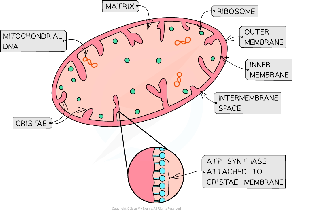 Diagram of a mitochondrion showing the matrix, ribosomes, mitochondrial DNA, cristae, inner and outer membranes, intermembrane space, and ATP synthase.