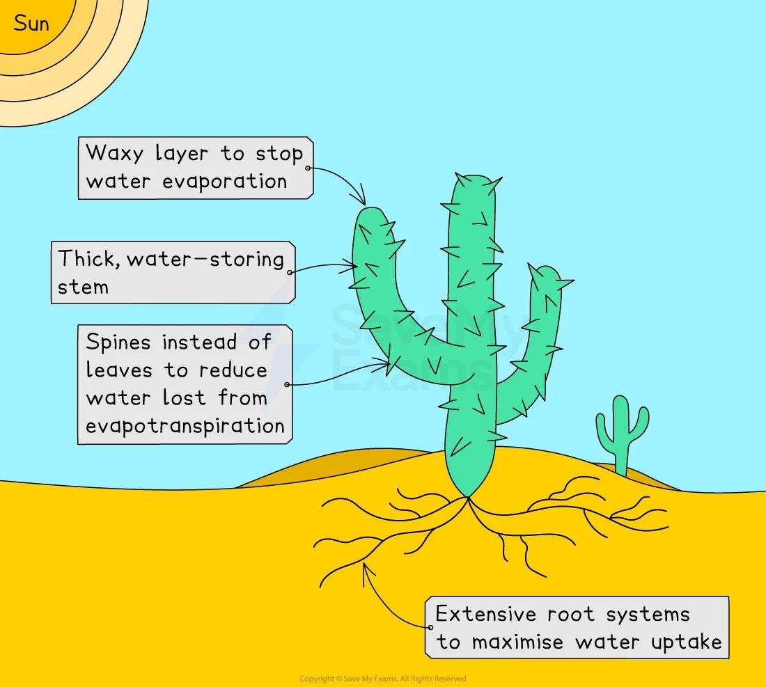 Diagram of a cactus with features for water retention: waxy layer, thick stem, spines, extensive roots. Sun and another cactus in the background.