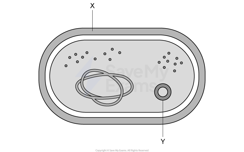 Diagram of a bacterial cell with the outermost layer labelled X and a small loop labelled Y.