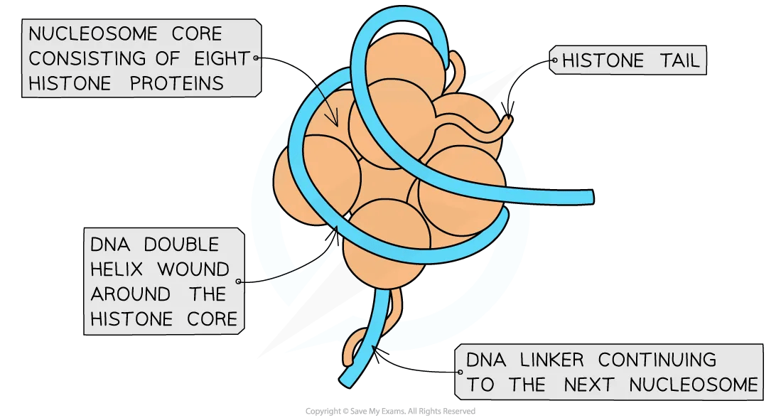 Diagram of a nucleosome with DNA helix around a histone core. Labels: histone tail, nucleosome core of eight proteins, DNA linker.