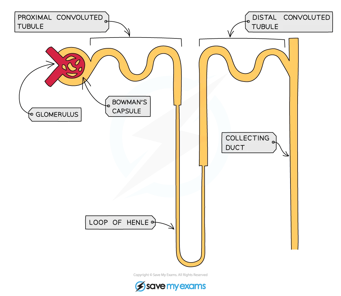 Diagram of a nephron showing labelled parts: glomerulus, Bowman's capsule, proximal and distal convoluted tubules, loop of Henle, and collecting duct.