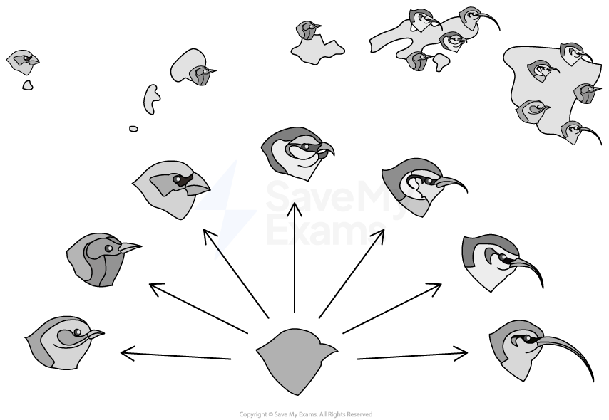 Diagram showing finch evolution with different beaks, mapped to the Hawaiian Islands, illustrating adaptive radiation with diverging arrows.