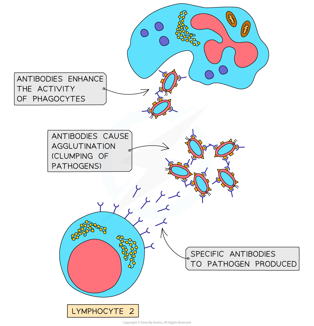 Diagram illustrating lymphocyte 2 producing antibodies, enhancing phagocyte activity, and causing agglutination of pathogens. Labels explain the processes.