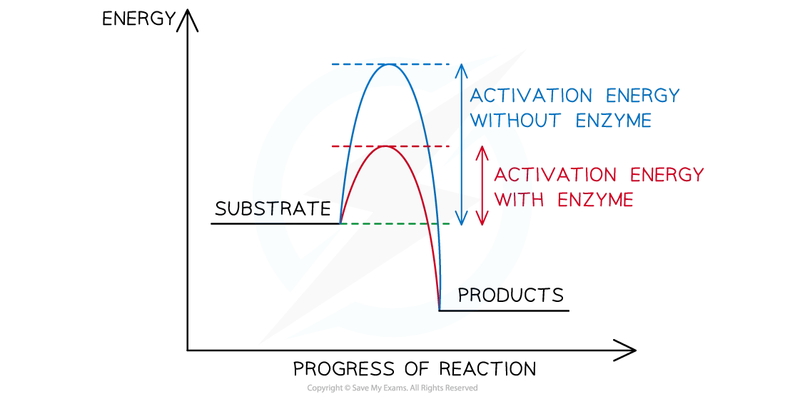 Graph comparing enzyme-catalysed reaction energy, showing lower activation energy with enzyme (red) versus without enzyme (blue), from substrate to products.