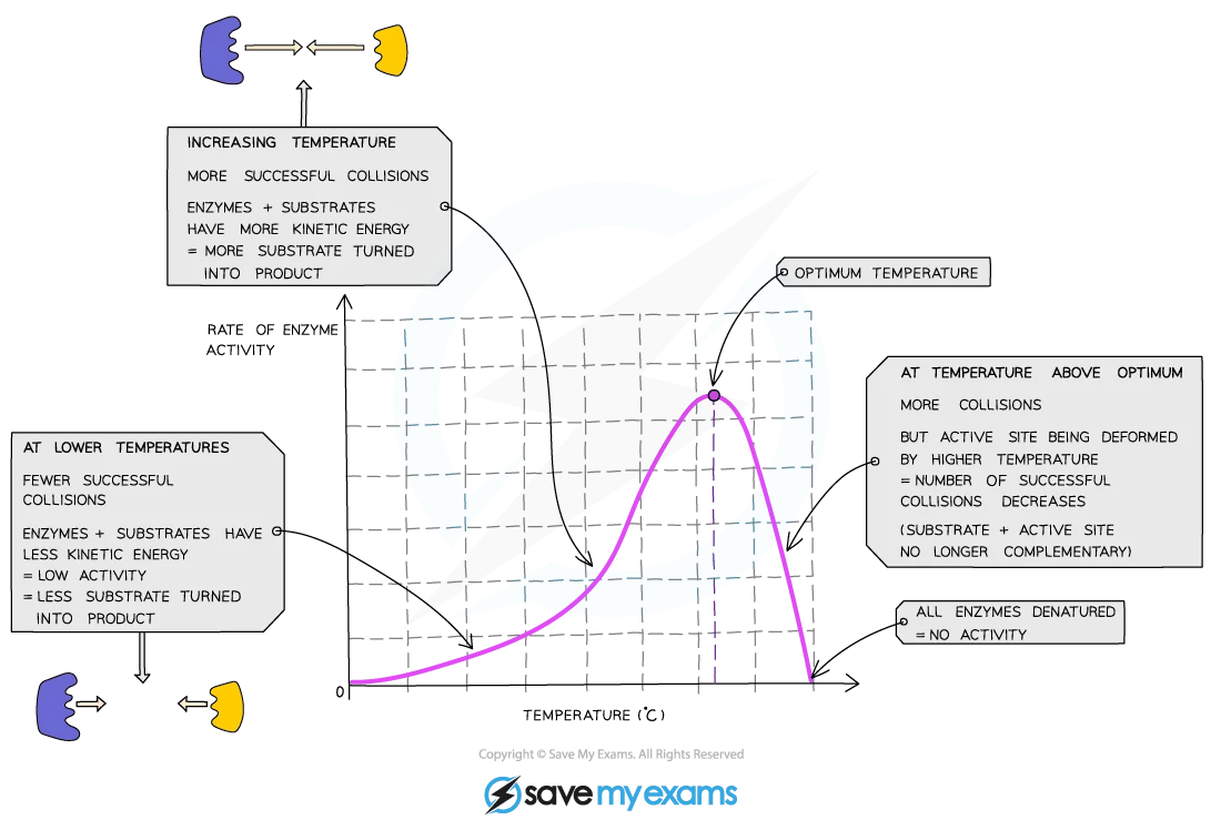 Graph depicting enzyme activity vs temperature, showing low activity at extreme temperatures and optimal activity at a moderate temperature.