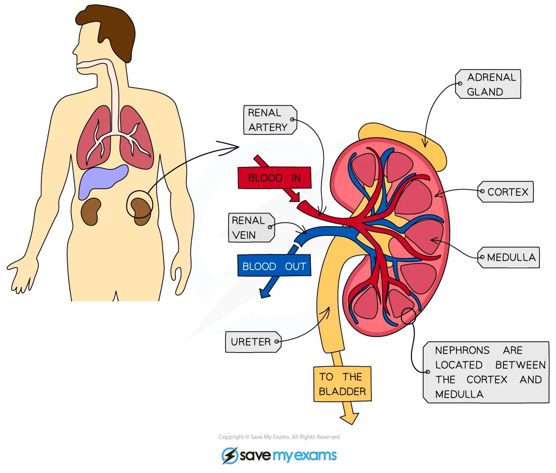 Diagram of the human urinary system highlighting kidney details, showing blood flow in and out, and anatomy including the renal artery, vein, and ureter.