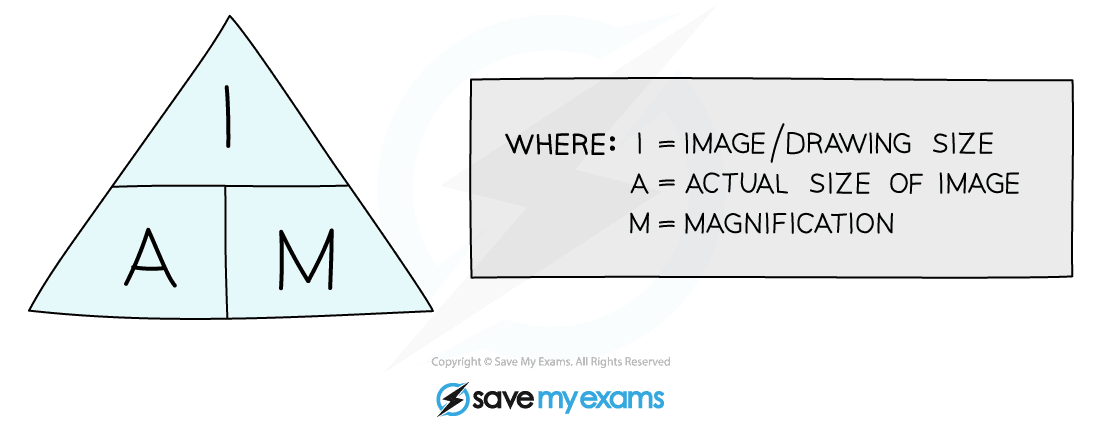 Triangle with sections I, A, M; adjacent text explains I is image size, A is actual size, M is magnification. "Save My Exams" logo below.