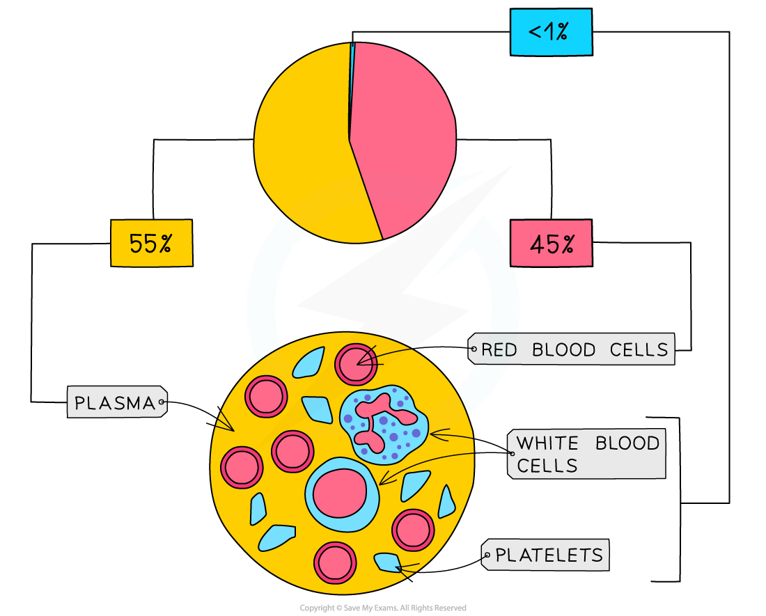 Pie chart of blood composition: 55% plasma, 45% red blood cells, and less than 1% platelets and white blood cells.