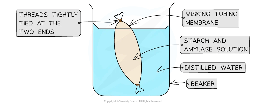 A Visking tubing filled with starch and amylase solution is submerged in distilled water in a beaker, with threads tightly tied at both ends.