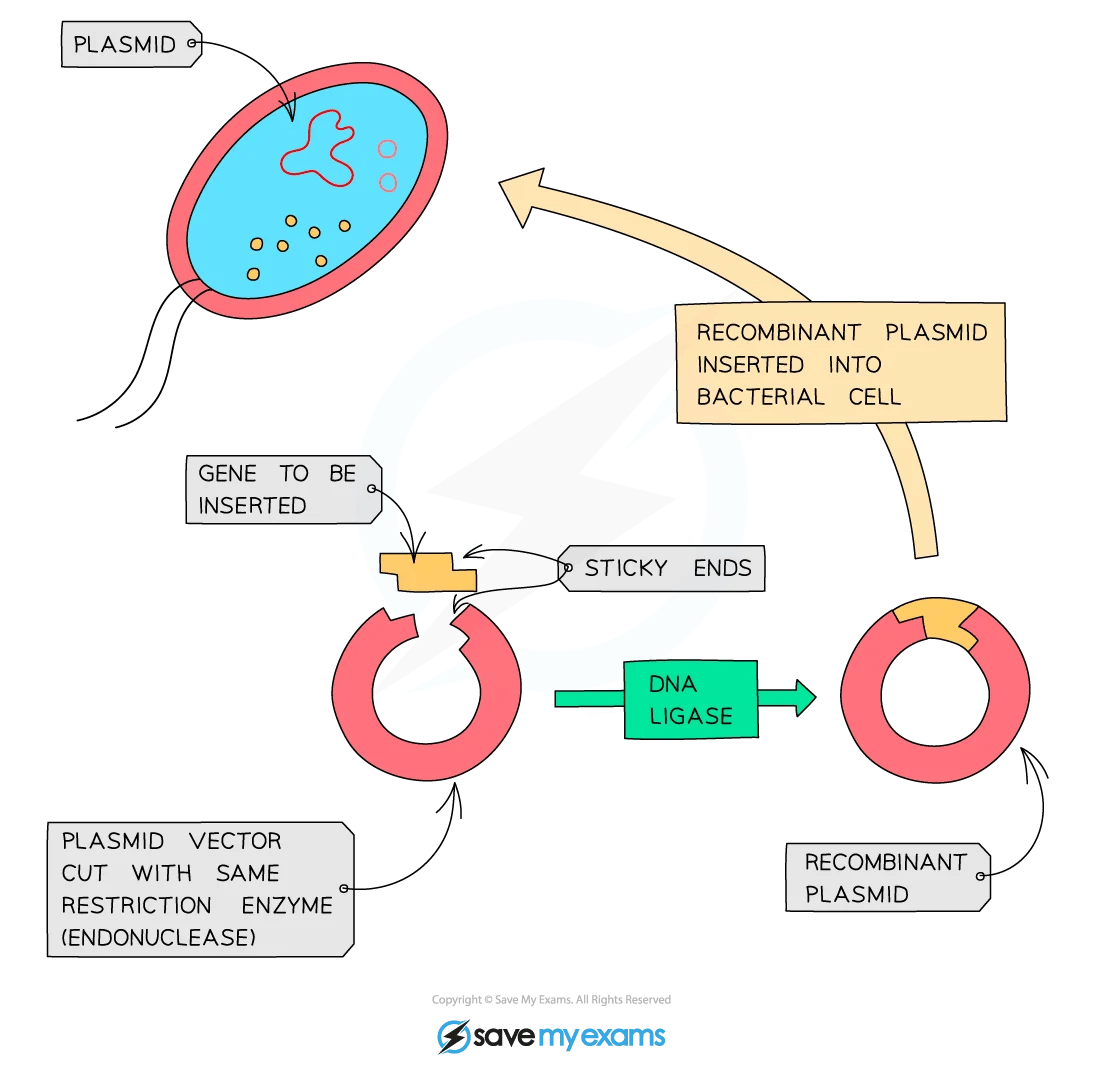 Diagram showing the creation of a recombinant plasmid: gene insertion, creating sticky ends, ligation, and inserting into a bacterial cell.