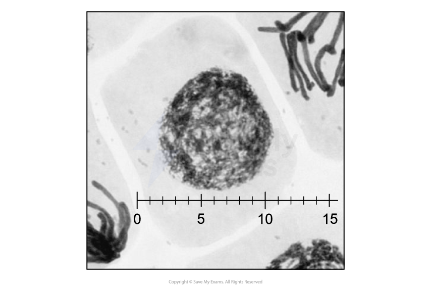 A light micrograph of an onion root tip cell in interphase, with an eyepiece graticule scale overlaid across the nucleus.