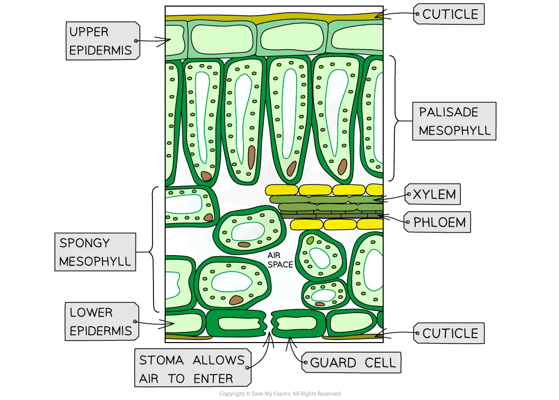 Cross-section of a leaf showing layers: cuticle, upper epidermis, palisade and spongy mesophyll, xylem, phloem, lower epidermis, stoma, guard cell.