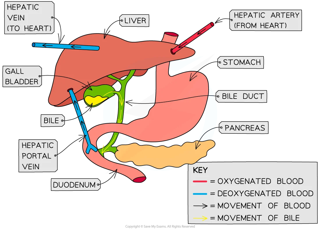 Diagram of the liver anatomy showing hepatic vein, hepatic artery, bile duct, gall bladder, pancreas, stomach, and duodenum with blood flow arrows.