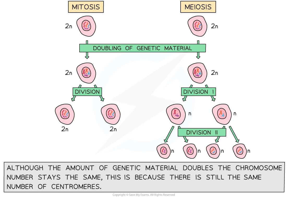 Diagram comparing mitosis and meiosis; shows genetic material doubling, then cells dividing: mitosis into two 2n cells, meiosis into four n cells.