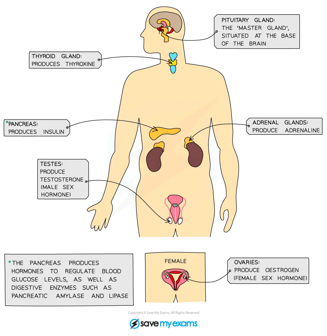 Annotated human anatomy diagram highlighting glands: pituitary, thyroid, pancreas, adrenal, testes, and ovaries, with hormone functions and locations.