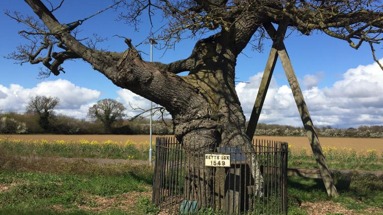 Old oak tree with a thick trunk, partially supported by wooden beams and surrounded by a small fence. Sign reads "Kett's Oak 1549" in a rural setting.