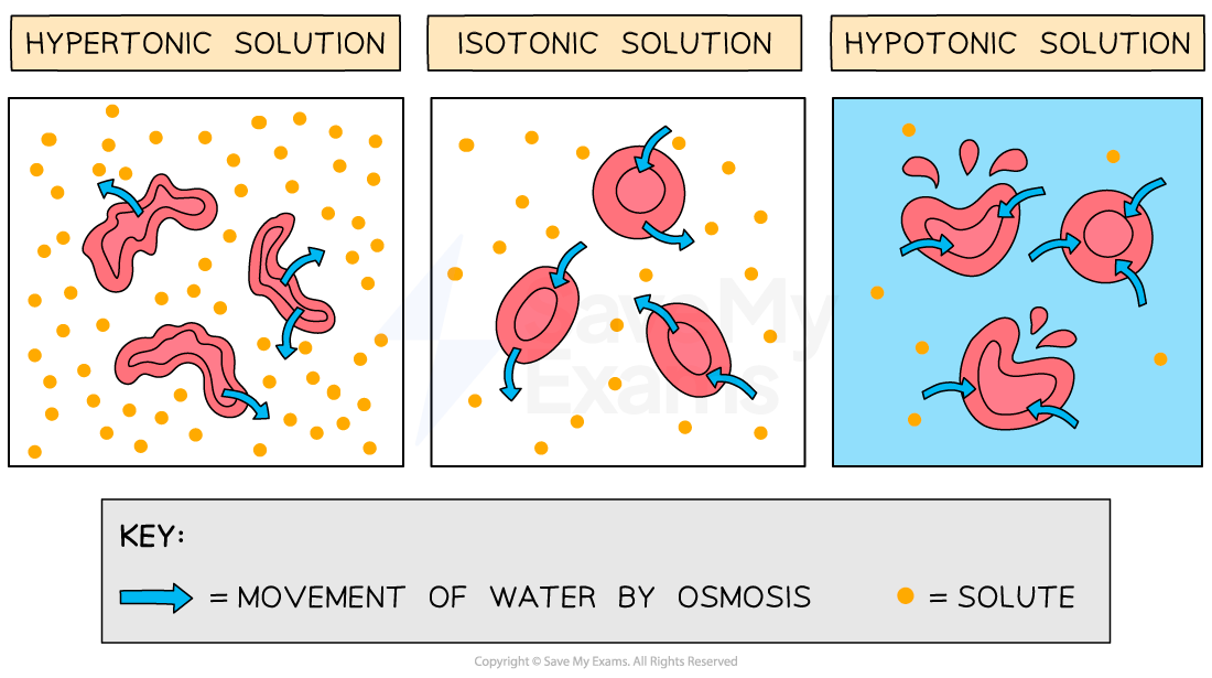 Diagram showing red blood cells in hypertonic, isotonic, and hypotonic solutions with arrows indicating water movement. Key explains symbols.