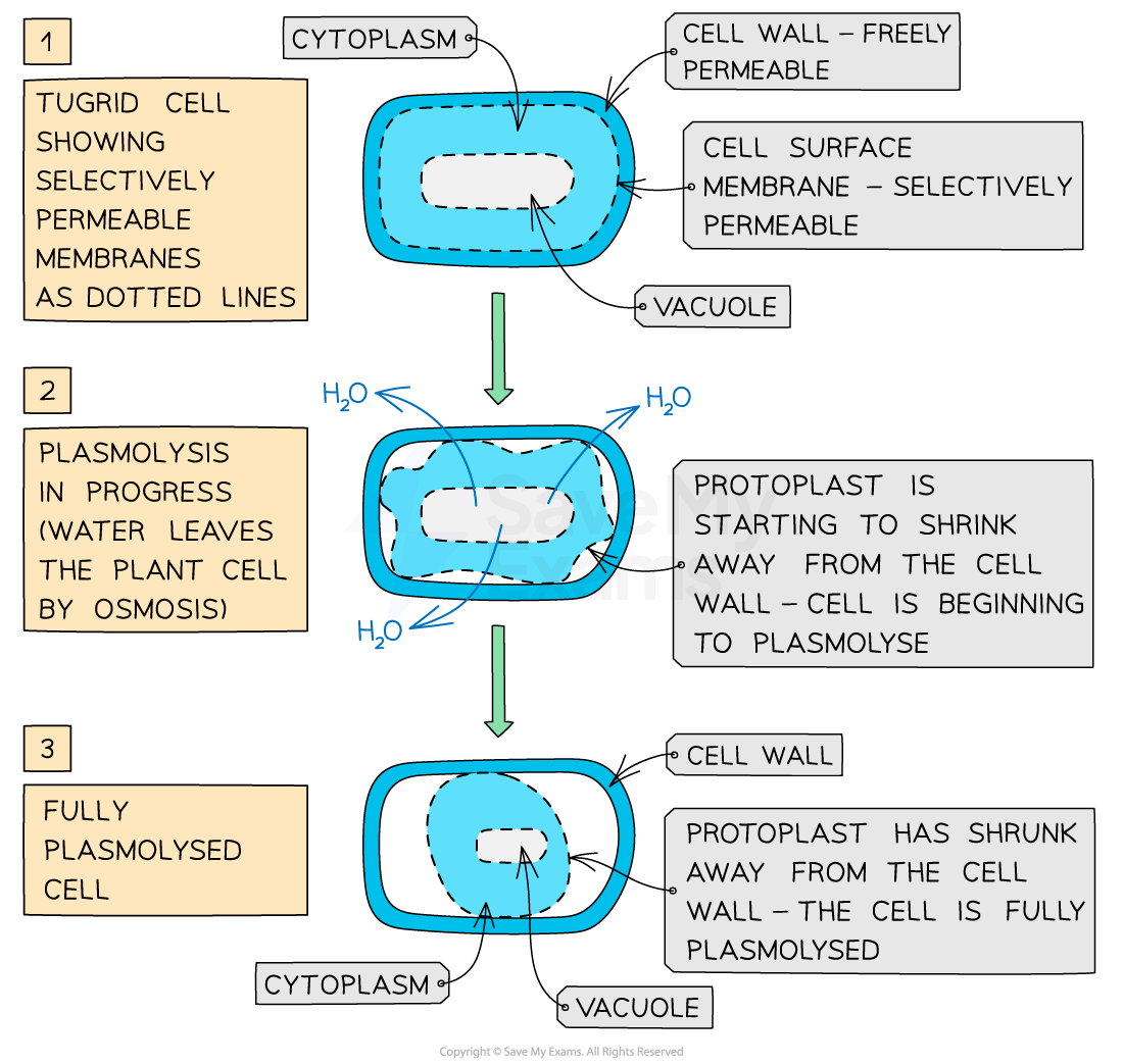 Diagram of plasmolysis in three stages: turgid cell, shrinking cell as water exits, and fully plasmolysed cell, with labels explaining each stage.