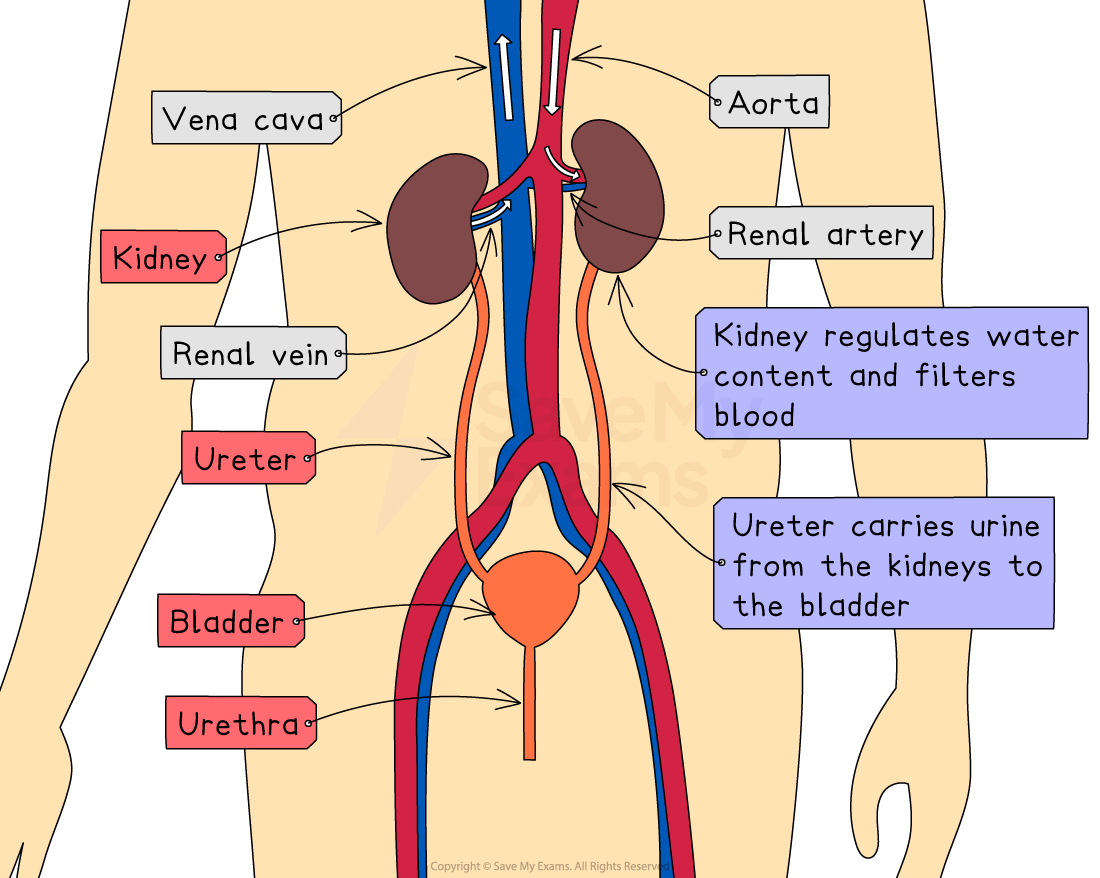 excretory-system-in-humans