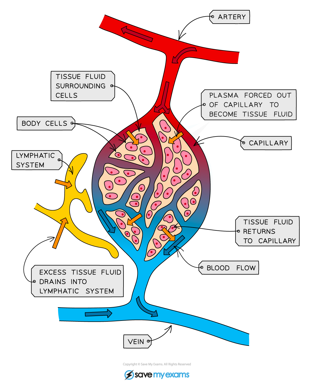 Diagram illustrating tissue fluid exchange between blood vessels and cells, showing arteries, capillaries, veins, lymphatic system, and fluid flow.