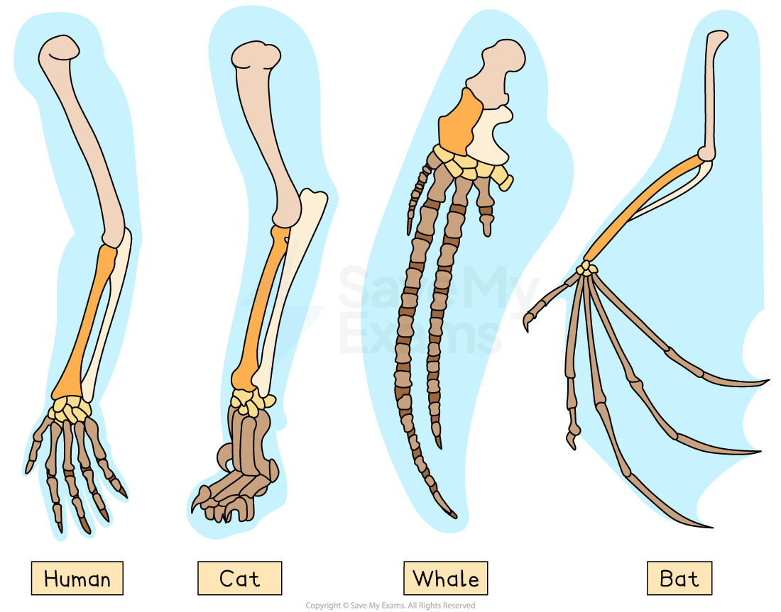 Pentadactyl limbs, downloadable IGCSE & GCSE Biology revision notes