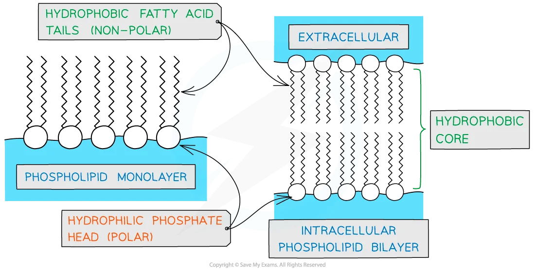 Diagram comparing a phospholipid monolayer and bilayer, highlighting hydrophilic heads, hydrophobic tails, and the hydrophobic core.