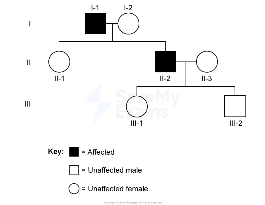 Pedigree diagram showing genetic inheritance over three generations with affected males, unaffected males, and unaffected females.
