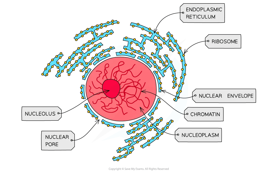 Diagram of a cell nucleus with labelled parts: nucleolus, nuclear pore, envelope, chromatin, nucleoplasm, endoplasmic reticulum, ribosome.