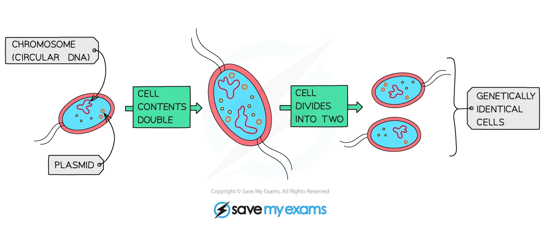 Diagram illustrating bacterial cell division: chromosome and plasmid replicate, cell contents double, then cell divides into two genetically identical cells.