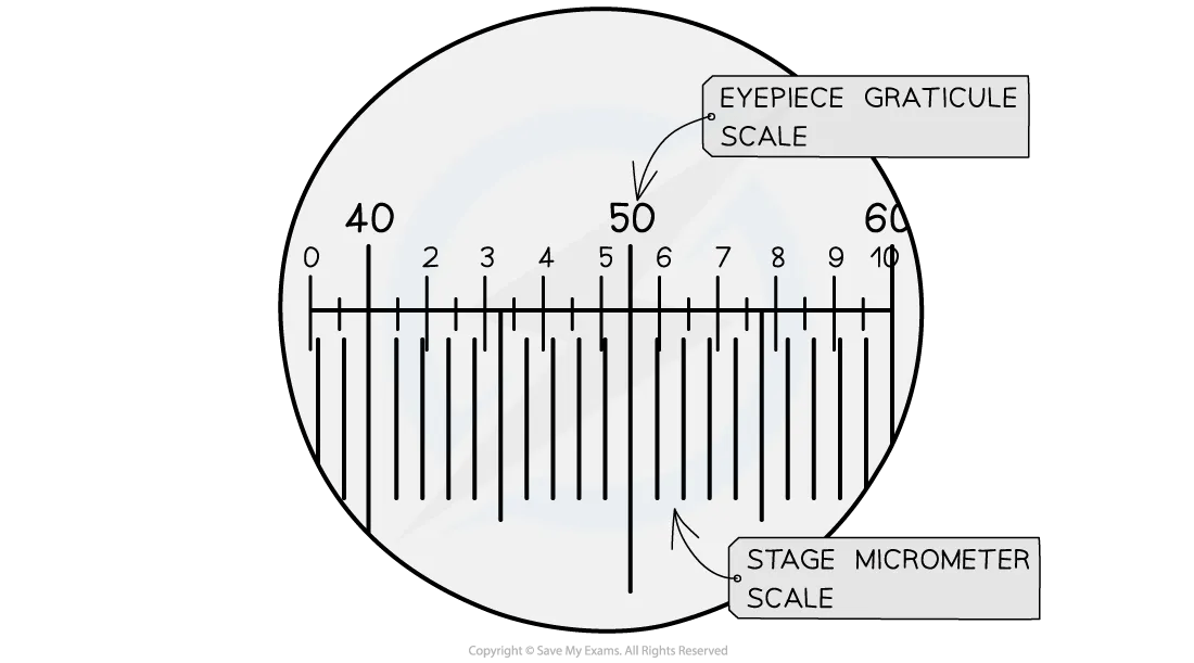 Microscope view showing overlapping eyepiece graticule scale and stage micrometer scale, highlighting alignment for measurement calibration.