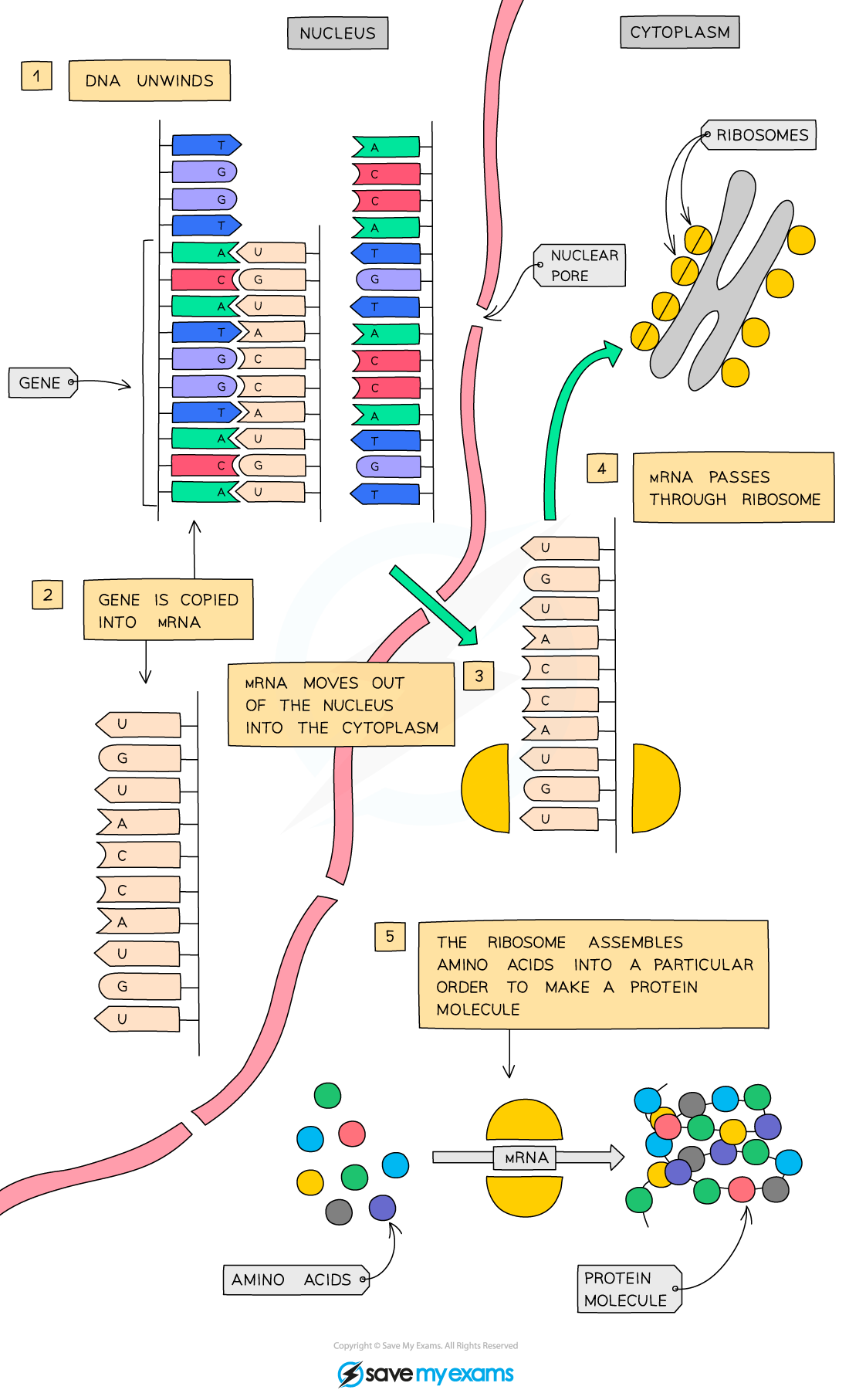 Flowchart illustrating protein synthesis: DNA unwinds, gene is copied into mRNA, exits nucleus, passes through ribosome, amino acids form a protein.