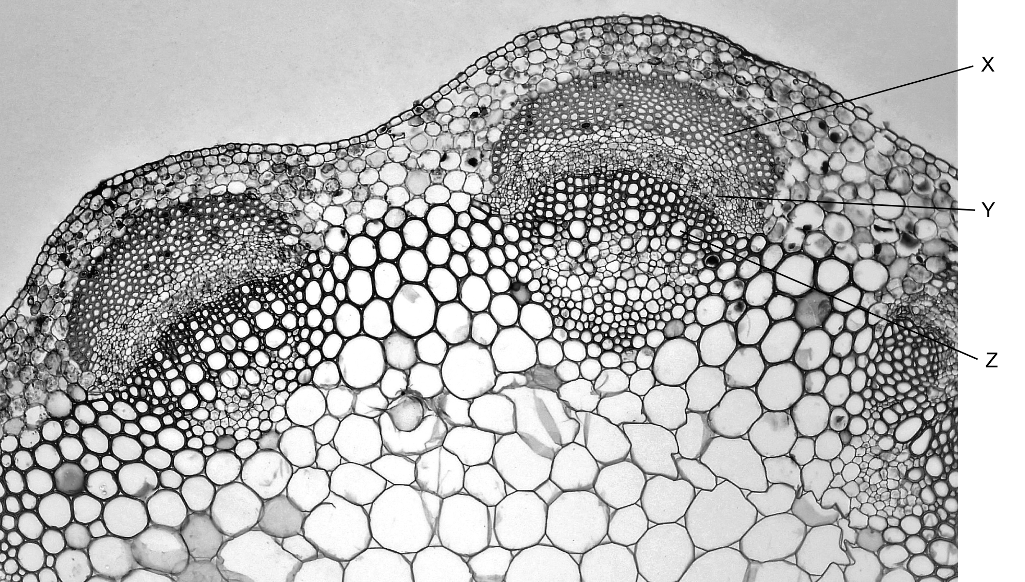 A cross section showing a vascular bundle. The outermost layer of the bundle is labelled X, the layer underneath is labelled Y, and the inner layer, consisting of larger cells, is labelled Z.