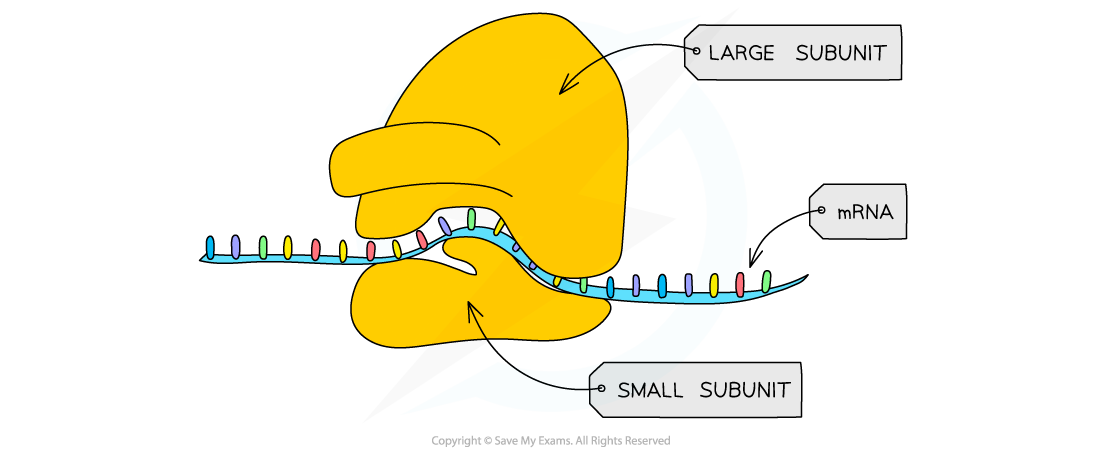 Diagram of a ribosome with labelled large and small subunits, binding to an mRNA strand, illustrating protein synthesis.