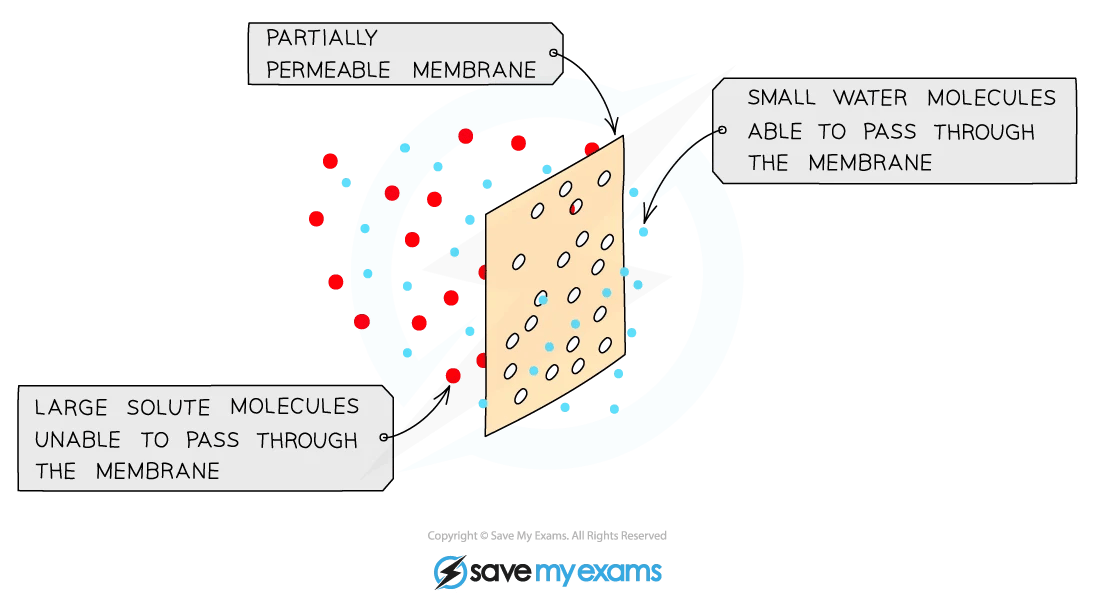 Diagram showing a partially permeable membrane. Small water molecules pass through, while large solute molecules cannot, illustrating selective permeability.