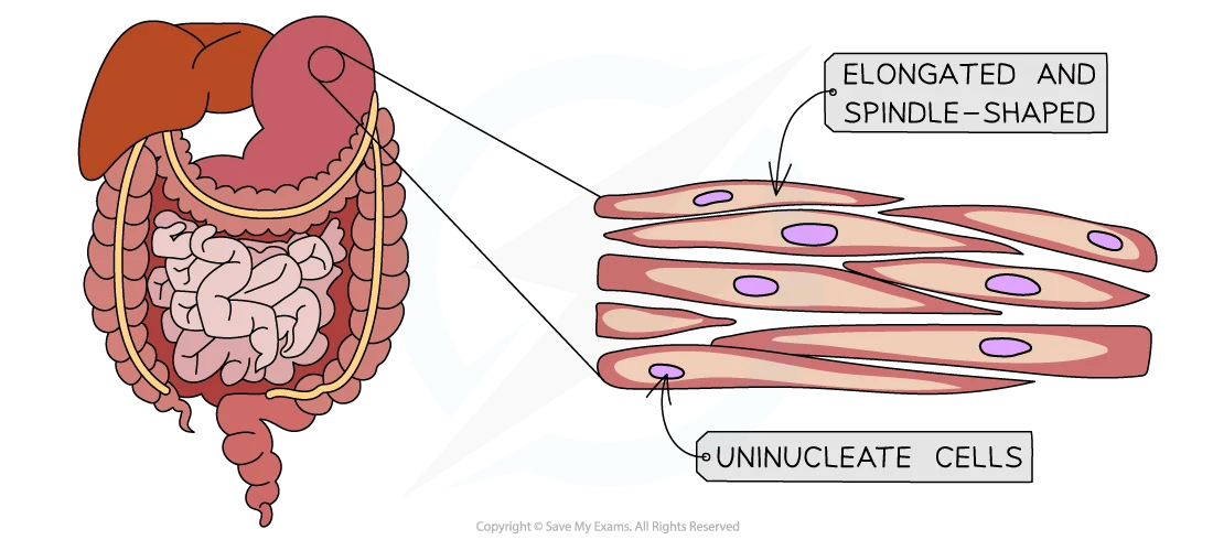 Diagram of human digestive system highlighting smooth muscle with elongated, spindle-shaped, uninucleate cells in pink and purple.