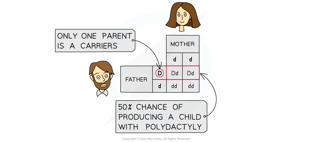 Punnett square showing genetic inheritance of polydactyly; one carrier parent leads to 50% chance of child having the trait.
