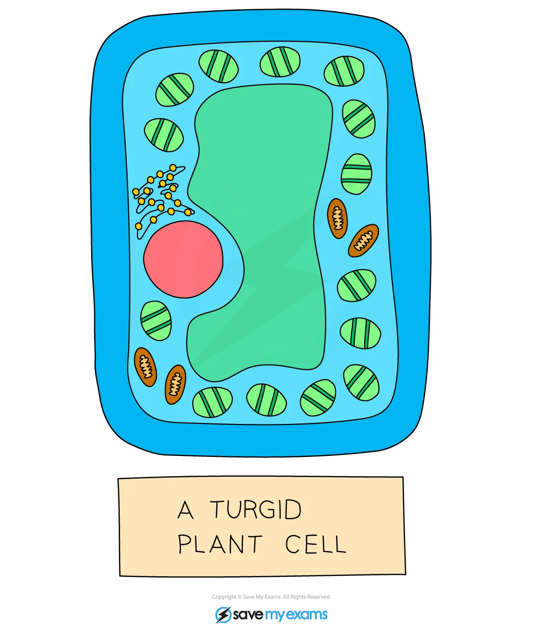 Diagram of a turgid plant cell with labelled organelles, including chloroplasts, a large central vacuole, and a nucleus.