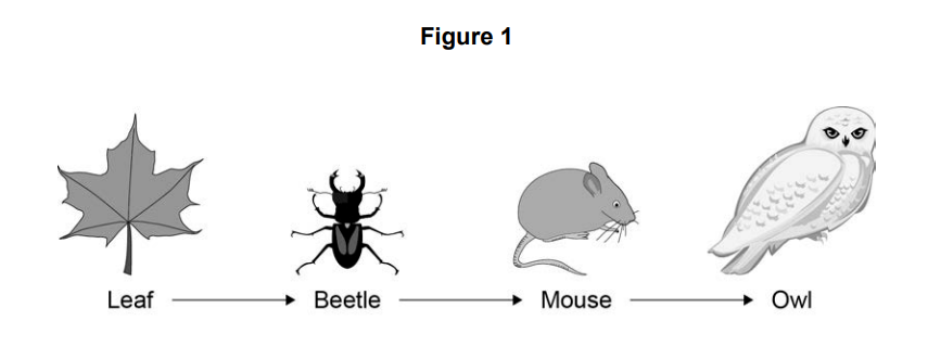 Diagram of a simple food chain: leaf eaten by beetle, beetle eaten by mouse, mouse eaten by owl, shown left to right with arrows.