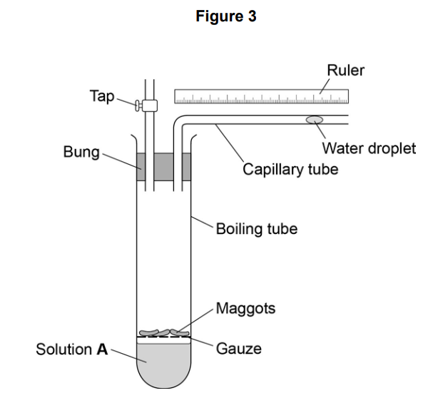 Diagram of a boiling tube respirometer with maggots over gauze above solution A, bung and tap connected to a capillary tube, water droplet and ruler.