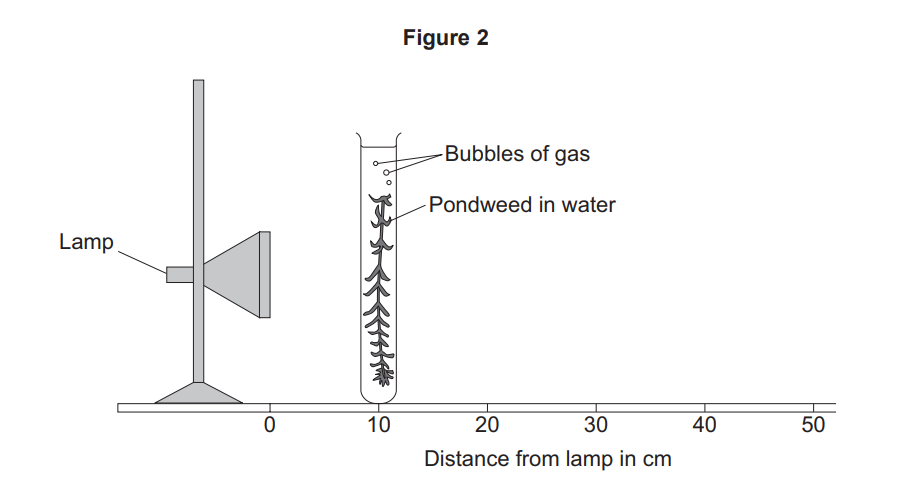 Diagram of a lamp shining on pondweed in a test tube of water, producing rising gas bubbles, with a scale showing distance from the lamp in centimetres.