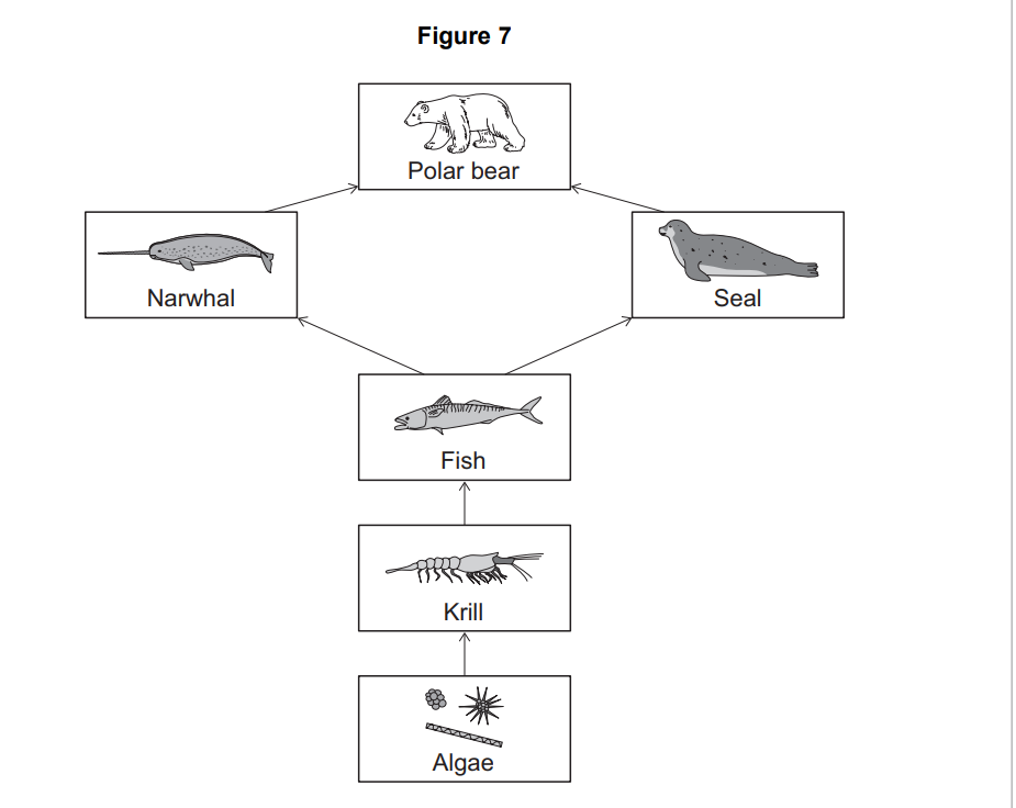 Food web diagram: algae eaten by krill, krill by fish, fish by narwhal and seal, both preyed on by a polar bear at the top of the chain.