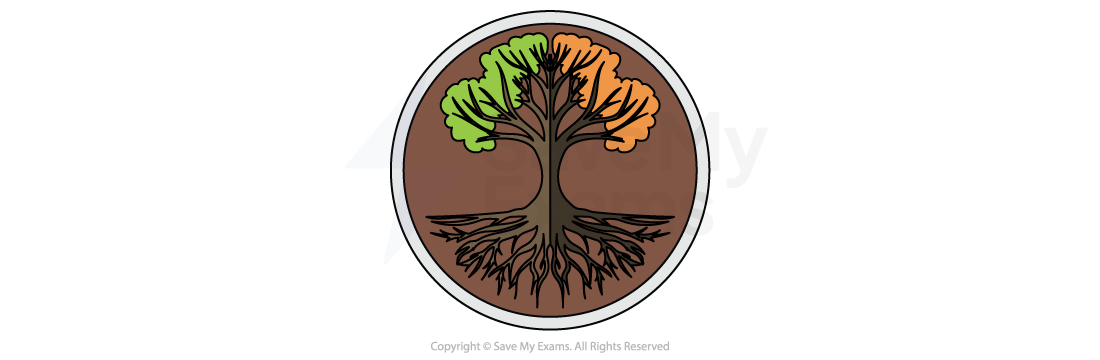 Symbol for Racism and Ethnicity: Circular icon showing a tree with green and orange leaves and spreading roots, on a brown background, illustrating family and racial lineage and heritage.