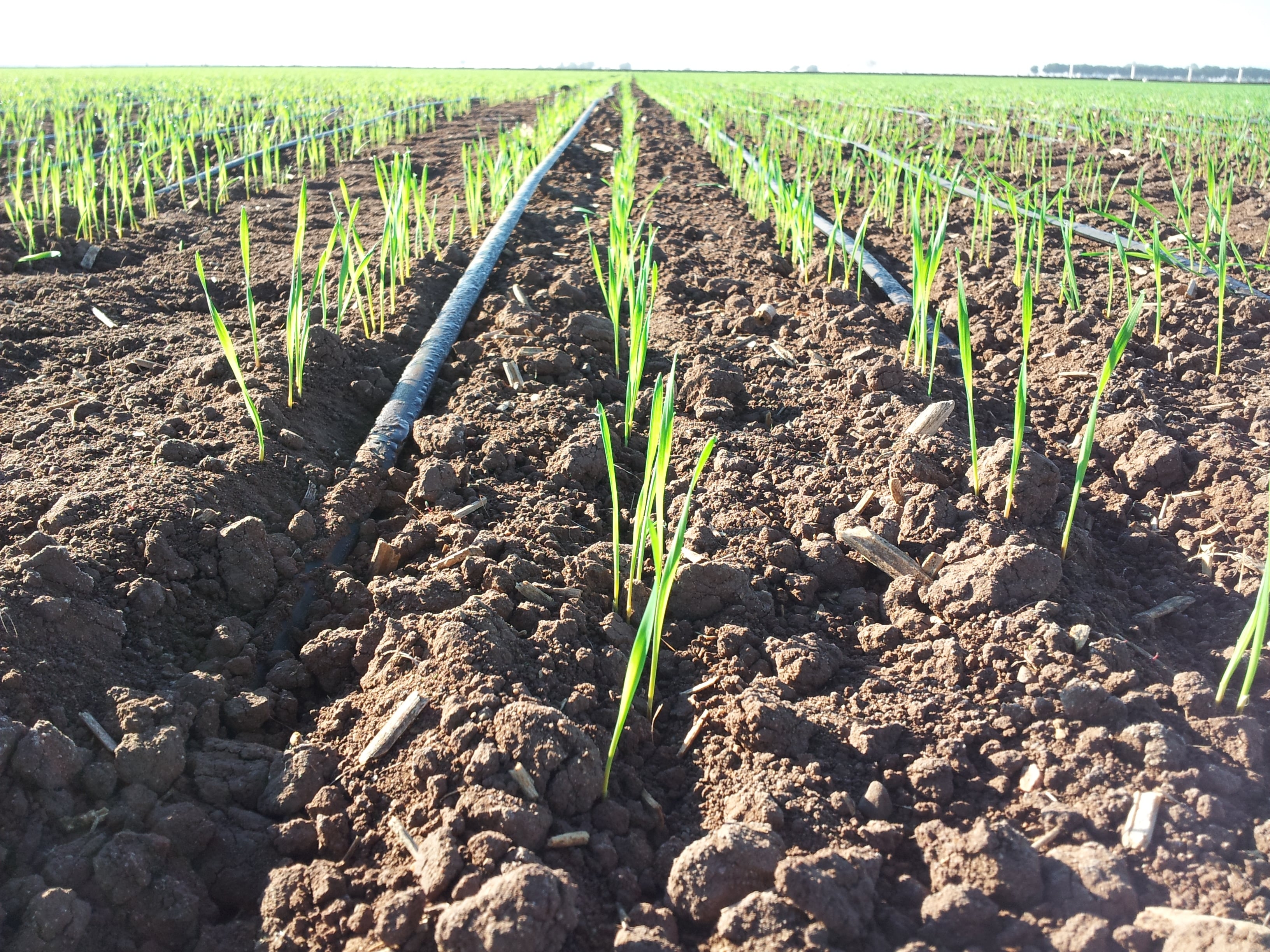 Drip irrigation
